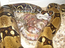 Boa Vs. Python! What Are The “Real” Differences!? — Wisconsin